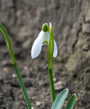 Yerdeki bahar karları