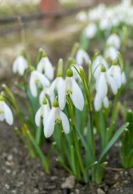 Yerdeki bahar karları