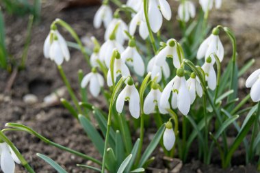 Yerdeki bahar karları