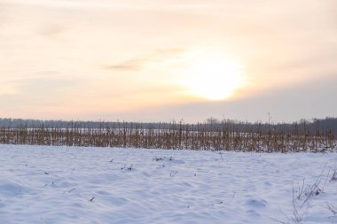 Kuru bir mısır tarlasında kış günbatımı ve yakınlardaki karlar.