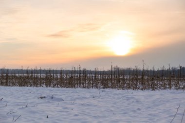 Kuru bir mısır tarlasında kış günbatımı ve yakınlardaki karlar.