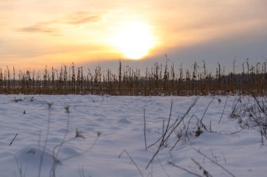 Kuru bir mısır tarlasında kış günbatımı ve yakınlardaki karlar.