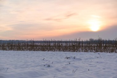 Kuru bir mısır tarlasında kış günbatımı ve yakınlardaki karlar.