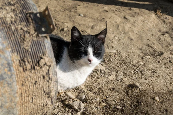 Primer Plano Del Gato Blanco Negro —  Fotos de Stock