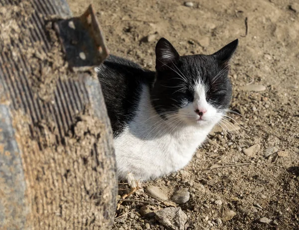 Primer Plano Del Gato Blanco Negro —  Fotos de Stock