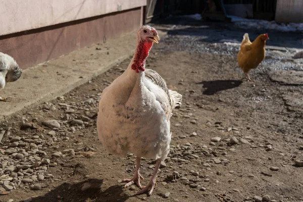 Primer Plano Pavo Blanco Pollo Fondo — Foto de Stock