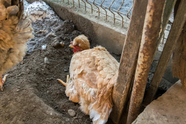 Close Chickens Farm — стоковое фото