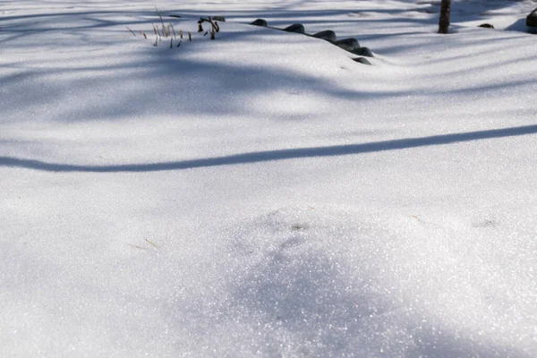 Snow Yard Winter Day — Stock Photo, Image