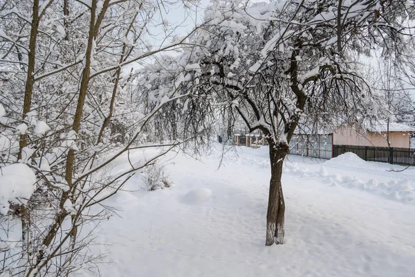 Árvores Cobertas Neve Temporada Inverno — Fotografia de Stock
