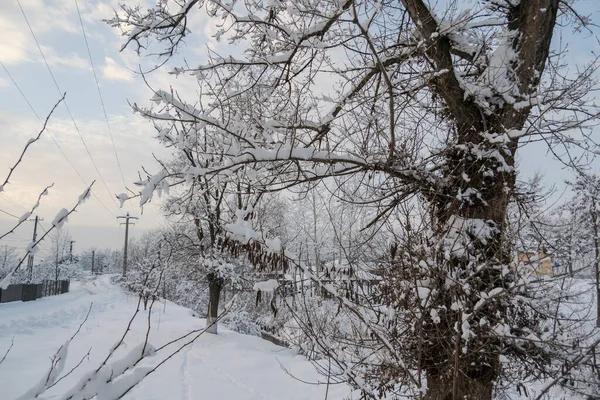 Снігові Покриті Дерева Зимовий Сезон — стокове фото