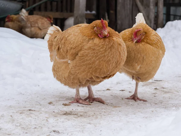 Poules Dans Cour Arrière Par Une Journée Ensoleillée — Photo