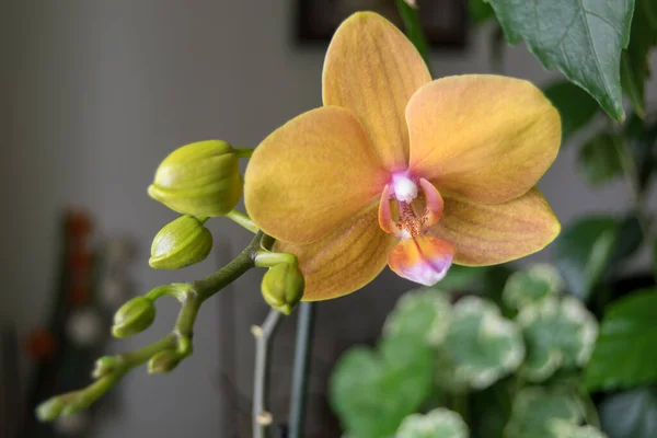 Güzel sarı orkideler, yakın çekim.