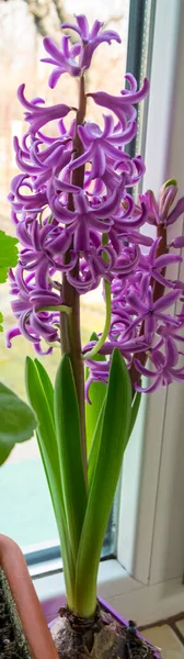 Beautiful Bouquet Purple Hyacinths — Foto de Stock