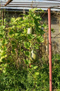 sarmaşıkta yeşil balkabağı