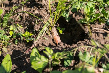 close-up of carrot growing in the garden