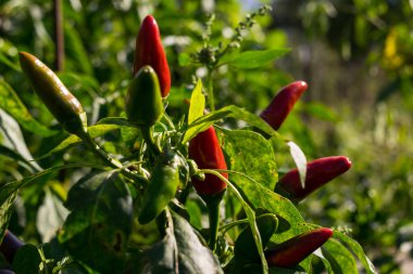 Güneşli bir günde bahçede dolmalık biber yetişiyor.