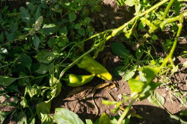 Güneşli bir günde bahçede dolmalık biber yetişiyor.