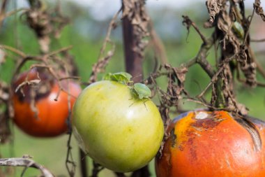 Bahçede taze domates yetişiyor.