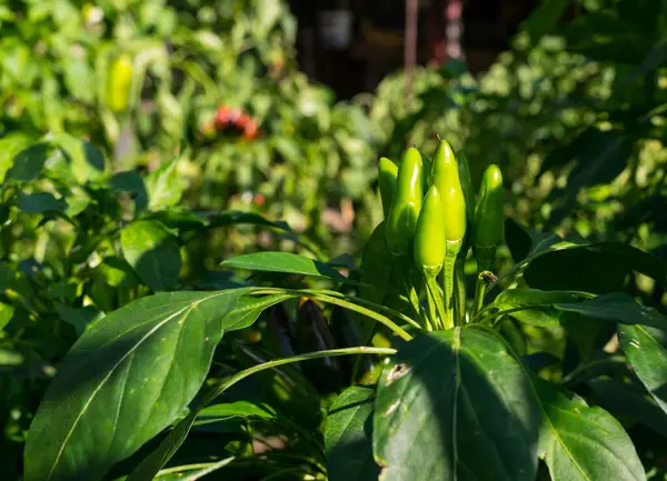 Pimientos Que Crecen Jardín Día Soleado —  Fotos de Stock