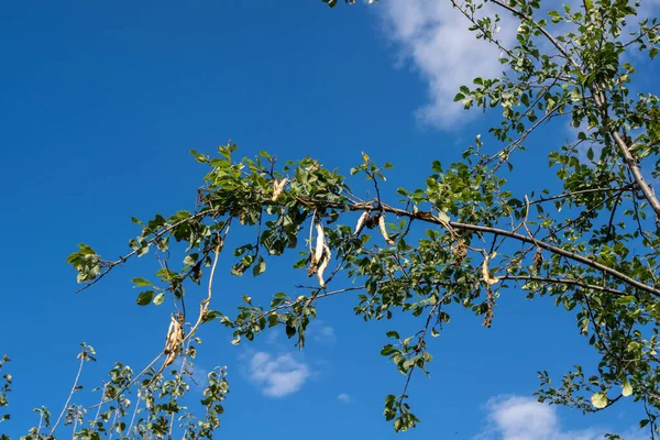 Ветви Дерева Голубом Фоне Неба — стоковое фото