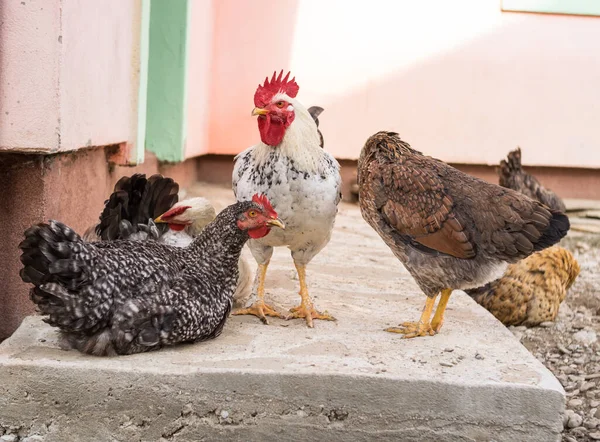 chicken grazing on the yard in the village