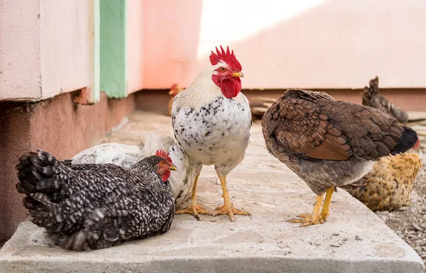 chicken grazing on the yard in the village