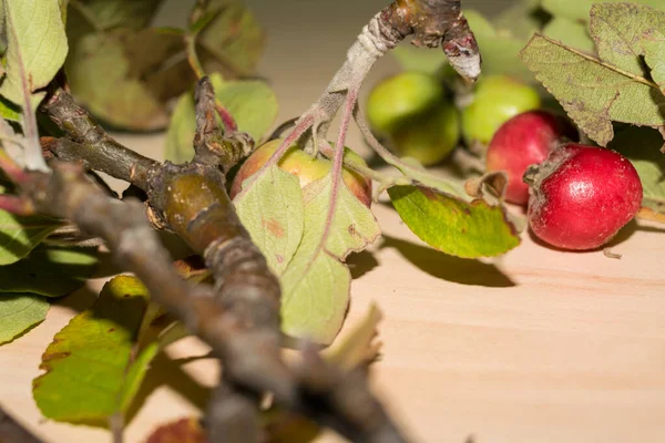 Rote Und Grüne Äpfel Mit Blättern Nahsicht — Stockfoto