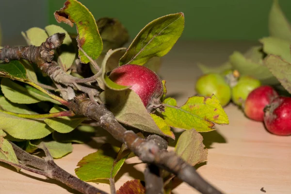 Rote Und Grüne Äpfel Mit Blättern Nahsicht — Stockfoto