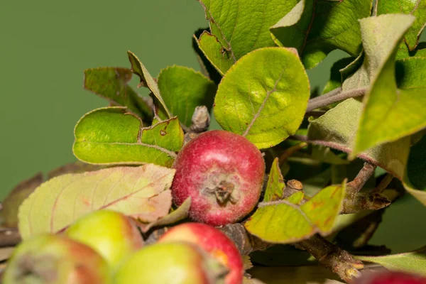 Rote Und Grüne Äpfel Mit Blättern Nahsicht — Stockfoto