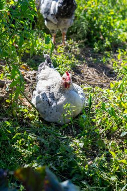 Çiftlikte bir grup evcil tavuk.