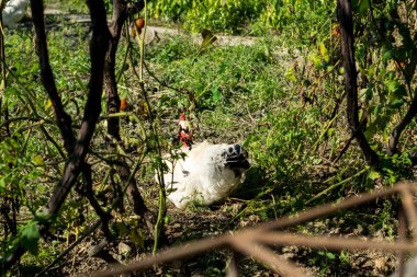 Köyün bahçesinde tavuk otlatıyor.