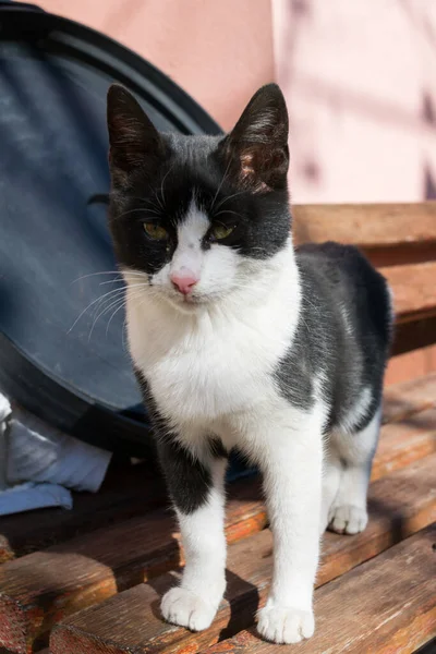 Chat Noir Blanc Sur Banc — Photo