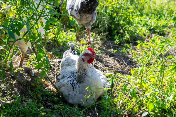 Skupina Domácích Kuřat Farmě — Stock fotografie