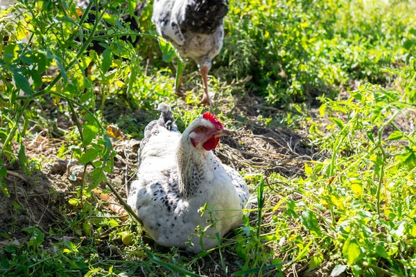 Skupina Domácích Kuřat Farmě — Stock fotografie