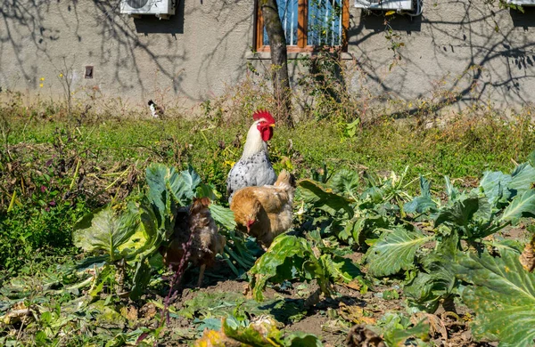 Grupo Pollos Domésticos Granja — Foto de Stock