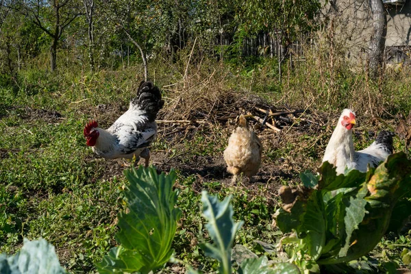 Grupo Pollos Domésticos Granja — Foto de Stock