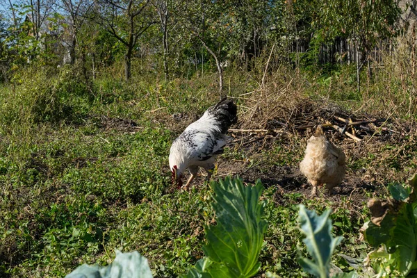 Группа Домашних Цыплят Ферме — стоковое фото