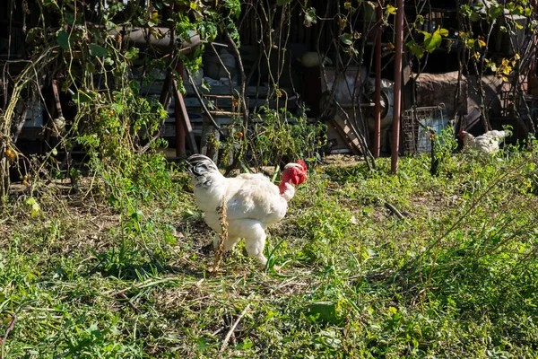 农场的一群家养鸡 — 图库照片