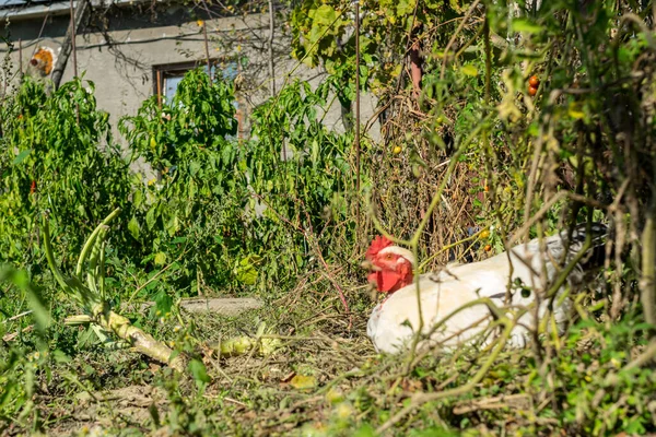 村の庭で鶏の放牧 — ストック写真