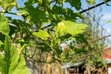 green blooming plants with leaves in the garden