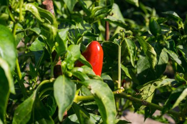 Güneşli bir günde bahçede dolmalık biber yetişiyor.