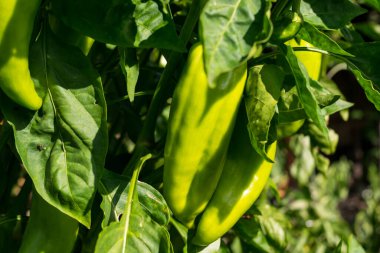 Güneşli bir günde bahçede dolmalık biber yetişiyor.