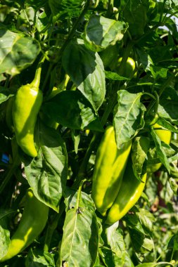 Güneşli bir günde bahçede dolmalık biber yetişiyor.