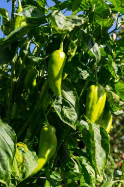 Güneşli bir günde bahçede dolmalık biber yetişiyor.