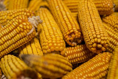 ripe corn cobs, close-up view