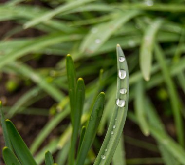 view of the green grass with raindrops