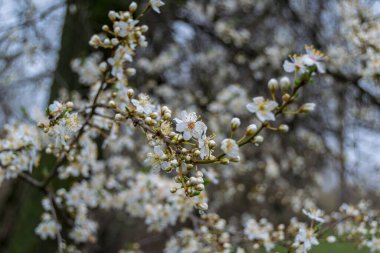 İlkbaharda beyaz kiraz ağacı çiçeği