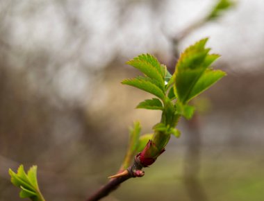 Yeşil bahar yaprakları, güzel yapraklar.