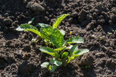 bahçede büyüyen yeşil sebzeler