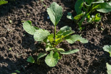 bahçede büyüyen yeşil sebzeler